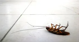 Planta promete afastar pragas das residências.