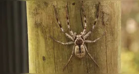 Veneno de aranha causa ereção de até quatro horas.