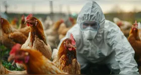 O Pará decretou situação de emergência zoossanitária na última quinta-feira (29).