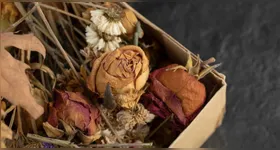 Cuidar de plantas para não ressecar requer tempo e atenção.