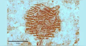 Impressão digital deixada por um neandertal é encontrada por arqueólogos.