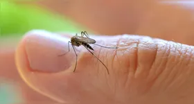 Além de tempero, a planta funciona como repelente natural e pode ser aliada no combate ao Aedes aegypti