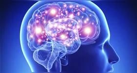 Segundo Singh, o hábito protege contra o risco de doenças como Alzheimer e outras demências, preservando o volume cerebral, principalmente em áreas como o hipocampo (estrutura essencial para a memória).