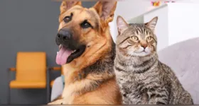 Quem não puder adotar também pode contribuir com doações de ração, guias, produtos de limpeza ou medicamentos, que serão repassadas à Aufamily para o cuidado contínuo dos animais sob sua proteção.