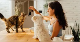A dinâmica envolve que o animal possa se adaptar à moradia e traz desafios importantes para o bem estar físico e mental, que inclui me algumas situações apoio especializado, como a manipulação de florais e fitoterápicos que controlem a ansiedade.