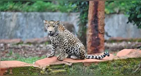 O encontro faz parte de um intercâmbio entre instituições voltado à conservação genética da espécie ameaçada de extinção.