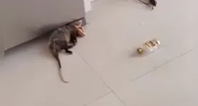 Animal não tinha nem condições de se defender de tão bêbado