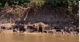 A cena extraordinária aconteceu às margens de um rio pantaneiro. Uma onça-pintada caminha tranquila pelo barranco quando detecta a presença de uma sucuri escondida nos galhos de uma árvore.