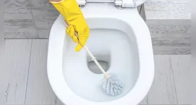 Imagem ilustrativa da notícia Não use papel higiênico para limpar a privada! Veja os riscos