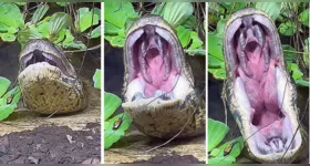 Uma sucuri abre a boca de forma exagerada em meio à vegetação. Especialistas explicam significado.