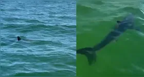 Dois tubarões foram avistados no Rio De Janeiro, gerando um grande alerta nas praias.