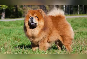 O chow chow é um cachorro que encanta pela beleza, mas que pode reagir de forma violenta caso seja manipulado de forma brusca.