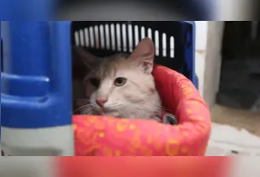 Apesar do senso comum, os gatos são capazes de criar conexões profundas e afetivas com seus tutores.
