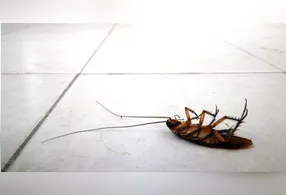 Planta promete afastar pragas das residências.