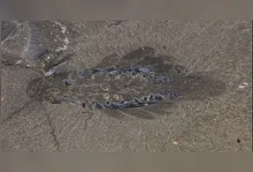 Fóssil de 506 milhões de anos encontrado em rochas canadenses oferece visão rara sobre os primeiros artrópodes.