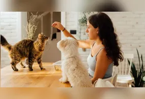 A dinâmica envolve que o animal possa se adaptar à moradia e traz desafios importantes para o bem estar físico e mental, que inclui me algumas situações apoio especializado, como a manipulação de florais e fitoterápicos que controlem a ansiedade.
