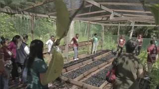 Imagem ilustrativa do vídeo: Setor agropecuário vira destaque com sustentabiliade no Pará