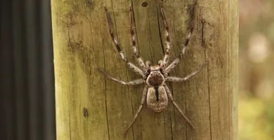 Imagem ilustrativa da imagem Veneno de aranha pode virar remédio contra impotência sexual
