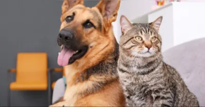 Quem não puder adotar também pode contribuir com doações de ração, guias, produtos de limpeza ou medicamentos, que serão repassadas à Aufamily para o cuidado contínuo dos animais sob sua proteção.