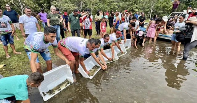 Imagem ilustrativa da notícia Ação em Santarém devolve 680 tracajás ao rio Amazonas