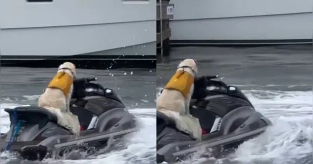 Imagem ilustrativa da notícia Cachorro passeia de jet ski na Flórida e vira sensação na web