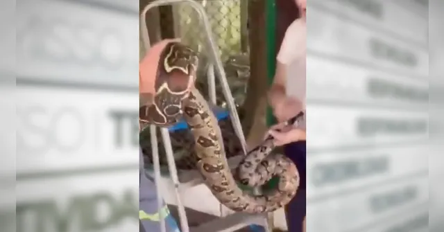 Imagem ilustrativa da notícia Jiboia apavora alunos em universidade particular em Belém
