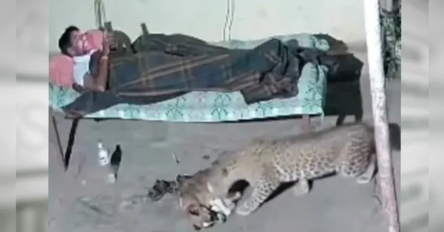 Imagem ilustrativa da notícia Vídeo: onça ou leopardo? Cachorro é atacado enquanto dono olhava celular