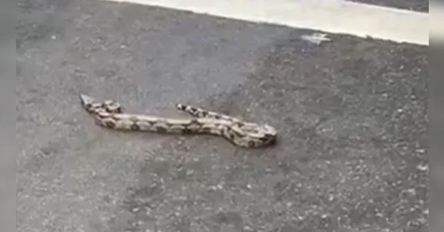 Imagem ilustrativa da notícia Cobra é encontrada no meio da rua no bairro de Nazaré 