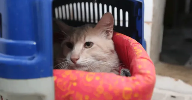 Imagem ilustrativa da notícia Solidão felina: como os gatos lidam com a ausência dos tutores