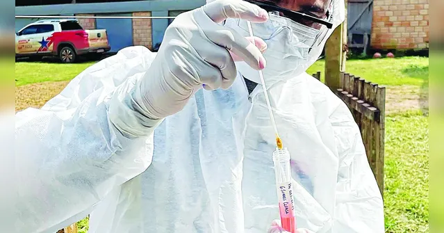 Imagem ilustrativa da notícia Pará decreta emergência sanitária contra gripe aviária