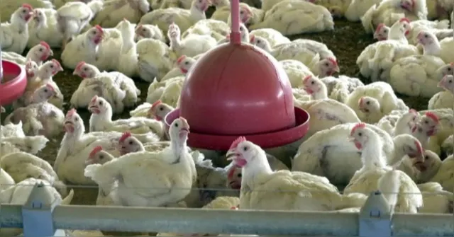 Imagem ilustrativa da notícia Gripe aviária: Brasil suspende exportação de frango, afetando mercados internacionais