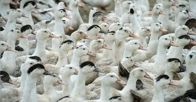 Imagem ilustrativa da notícia Mortes de gansos e patos em zoológico foram por gripe aviária