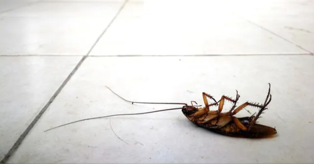 Imagem ilustrativa da notícia Conheça a planta que afasta ratos, baratas e aranhas das casas
