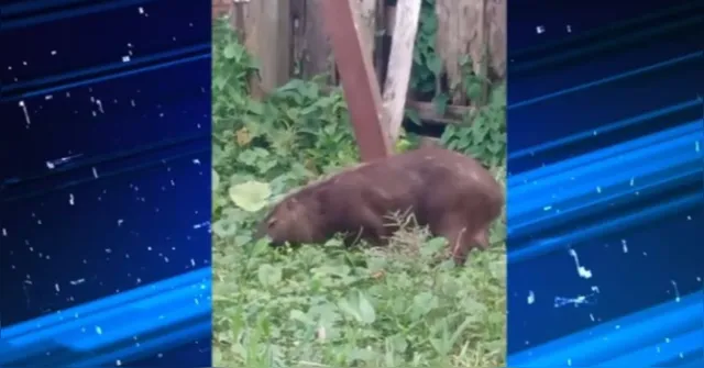 Imagem ilustrativa da notícia Capivara causa medo entre moradores de área urbana da Cabanagem