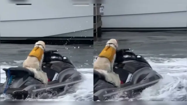 Imagem ilustrativa da notícia Cachorro passeia de jet ski na Flórida e vira sensação na web