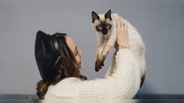 Imagem ilustrativa da notícia Por que gatos seguem os tutores pela casa? Entenda