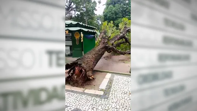 Imagem ilustrativa da notícia Árvore tomba próximo ao Theatro da Paz em Belém