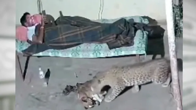 Imagem ilustrativa da notícia Vídeo: Onça ataca cachorro enquanto dono olhava celular