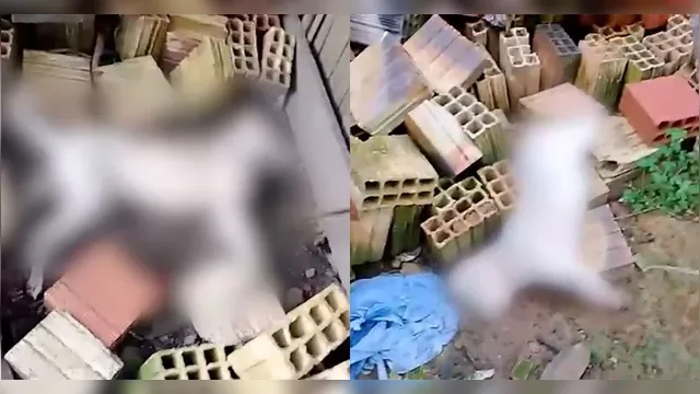 Imagem ilustrativa da notícia Mais um suposto caso de envenenamento de cães é registrado
