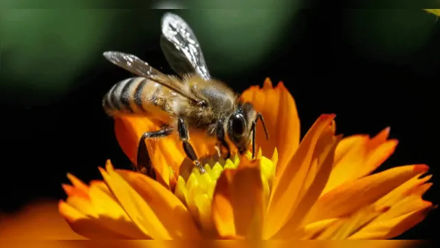 Imagem ilustrativa da notícia Aquecimento global afeta relação entre abelhas e flores