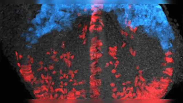 Imagem ilustrativa da notícia Cientistas filmam formação do coração em 3D pela primeira vez
