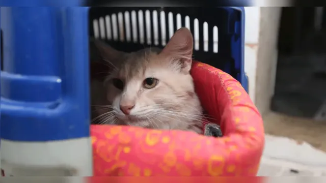 Imagem ilustrativa da notícia Solidão felina: como os gatos lidam com a ausência dos tutores