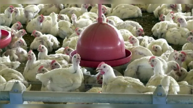 Imagem ilustrativa da notícia Gripe aviária: Brasil suspende exportação de frango, afetando mercados internacionais