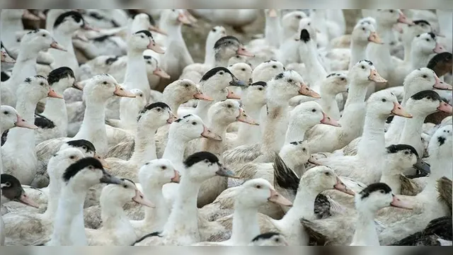 Imagem ilustrativa da notícia Mortes de gansos e patos em zoológico foram por gripe aviária