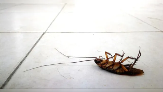 Imagem ilustrativa da notícia Conheça a planta que afasta ratos, baratas e aranhas das casas