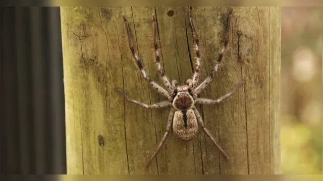Imagem ilustrativa da notícia Veneno de aranha pode virar remédio contra impotência sexual