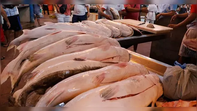 Imagem ilustrativa da notícia Preço do pescado continua subindo em Belém
