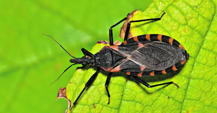 Imagem ilustrativa da notícia Mudanças climáticas podem elevar casos de doença de Chagas