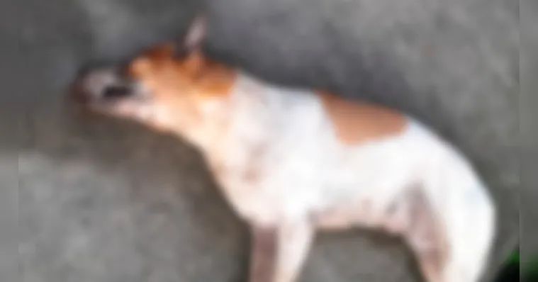 Imagem ilustrativa da notícia Pelo menos 16 cães são achados mortos em cidade do Pará