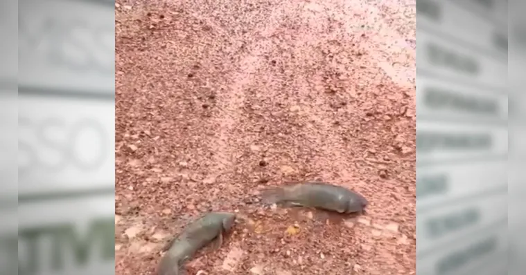 Imagem ilustrativa da notícia Vídeo mostra peixes atravessando a estrada em busca de água